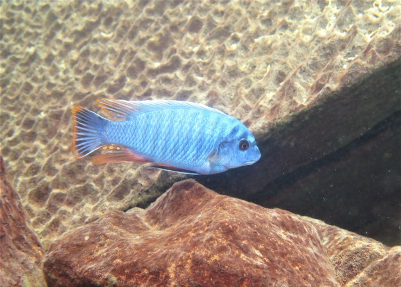 Labeotropheus fuelleborni 'Thumbi West Island'